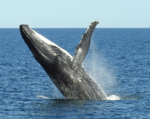 DSCN1899_exmouth_whale