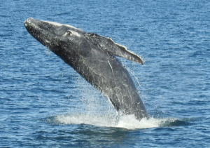 DSCN1902_exmouth_whale